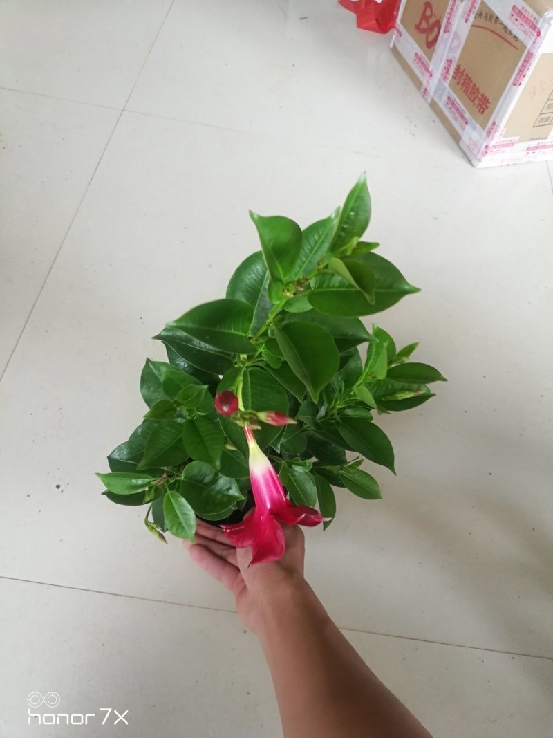 双喜藤万里飘香藤藤本植物
