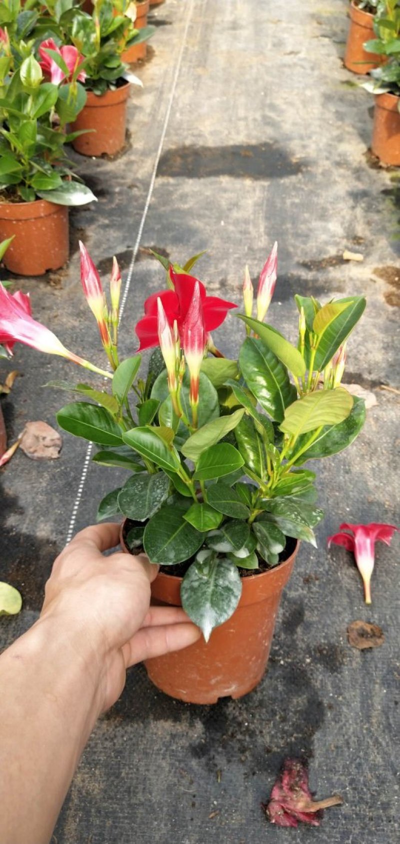 双喜藤万里飘香藤藤本植物