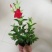 双喜藤万里飘香藤藤本植物