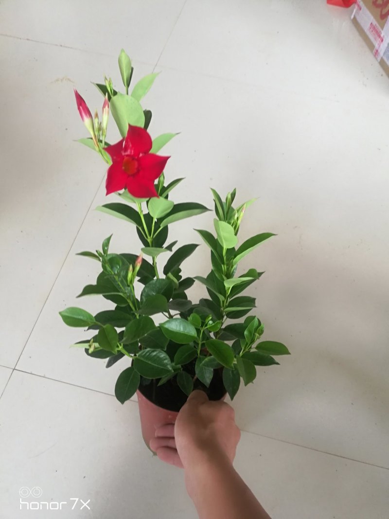 双喜藤万里飘香藤藤本植物