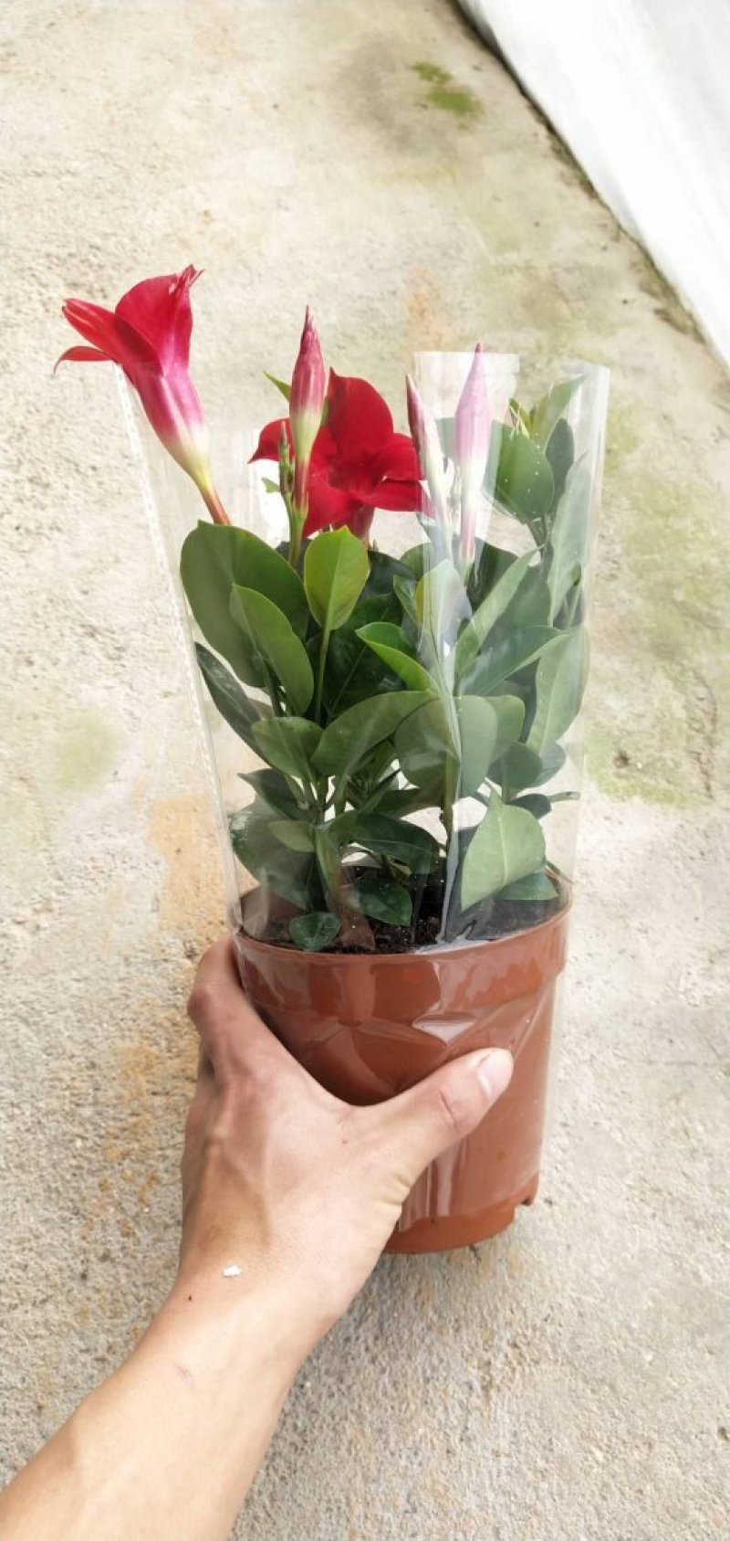 双喜藤万里飘香藤藤本植物