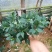 香妃茶花香水茶花香茶花山茶花