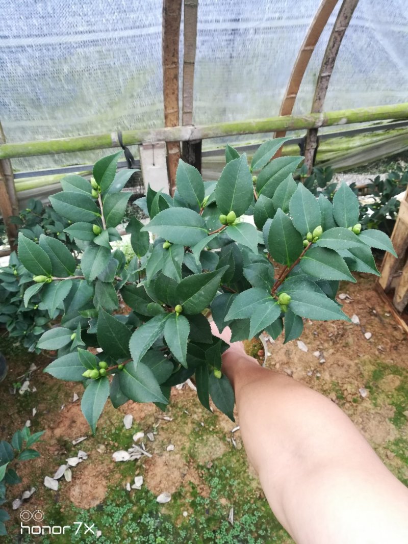香妃茶花香水茶花香茶花山茶花