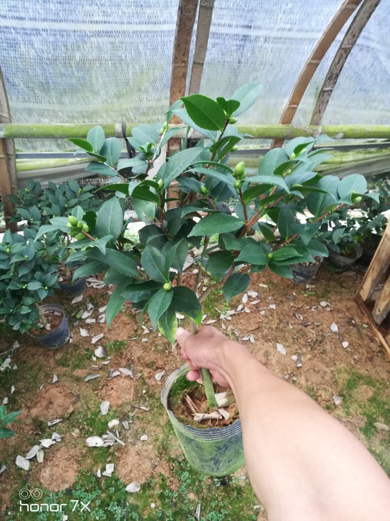 香妃茶花香水茶花香茶花山茶花
