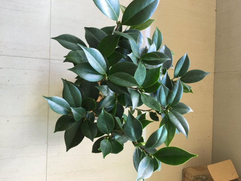 五色赤丹茶花一花多色一树多花