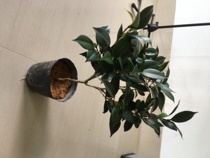 五色赤丹茶花一花多色一树多花