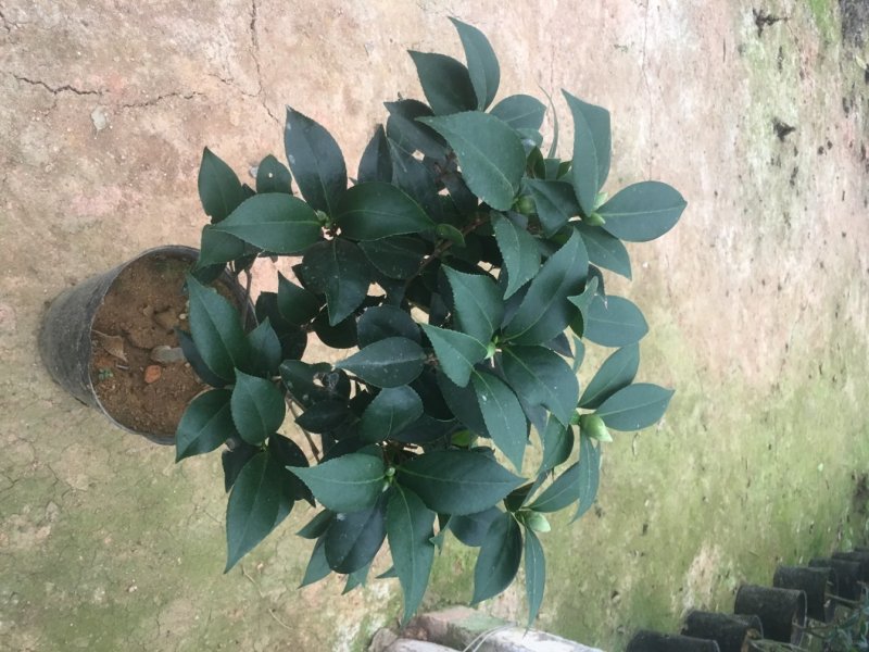 五色赤丹茶花一花多色一树多花
