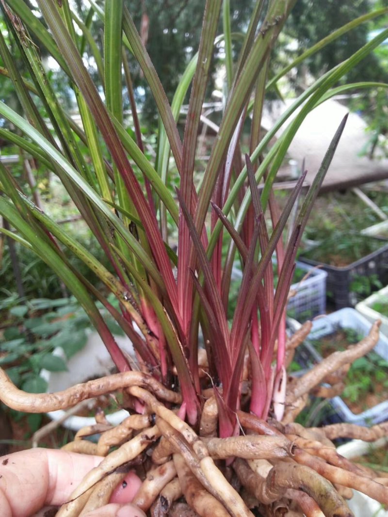 精品红香妃