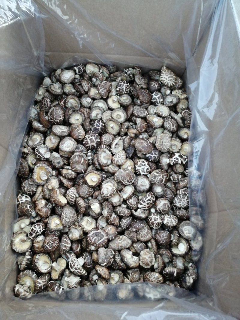 （优选）剪腿干香菇，茶花菇，随县知名特产