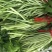 藜蒿芦蒿泥蒿去叶去根3斤装一件代发微商分销货源