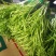 藜蒿芦蒿泥蒿去叶去根3斤装一件代发微商分销货源