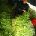 藜蒿芦蒿泥蒿去叶去根3斤装一件代发微商分销货源
