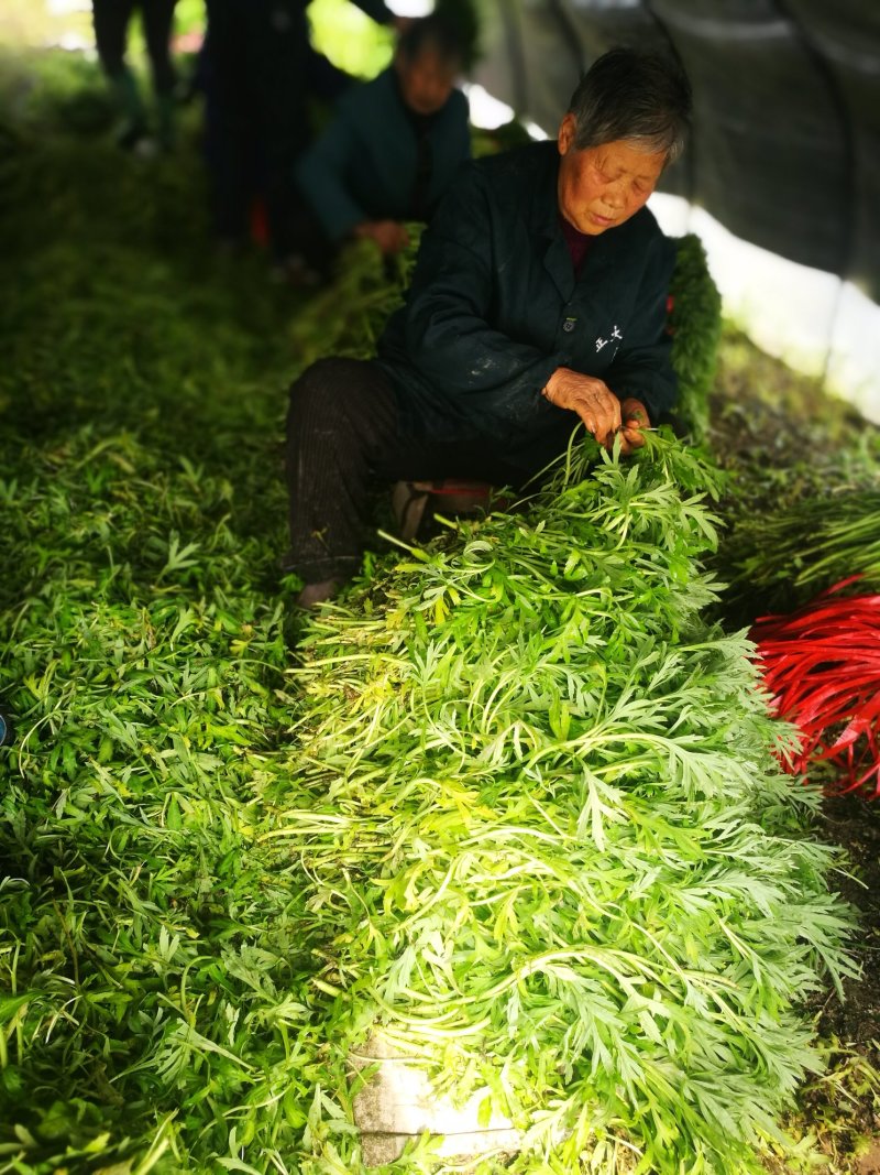 藜蒿芦蒿泥蒿去叶去根3斤装一件代发微商分销货源