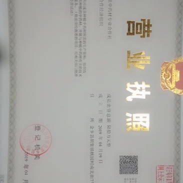 白花前胡种子