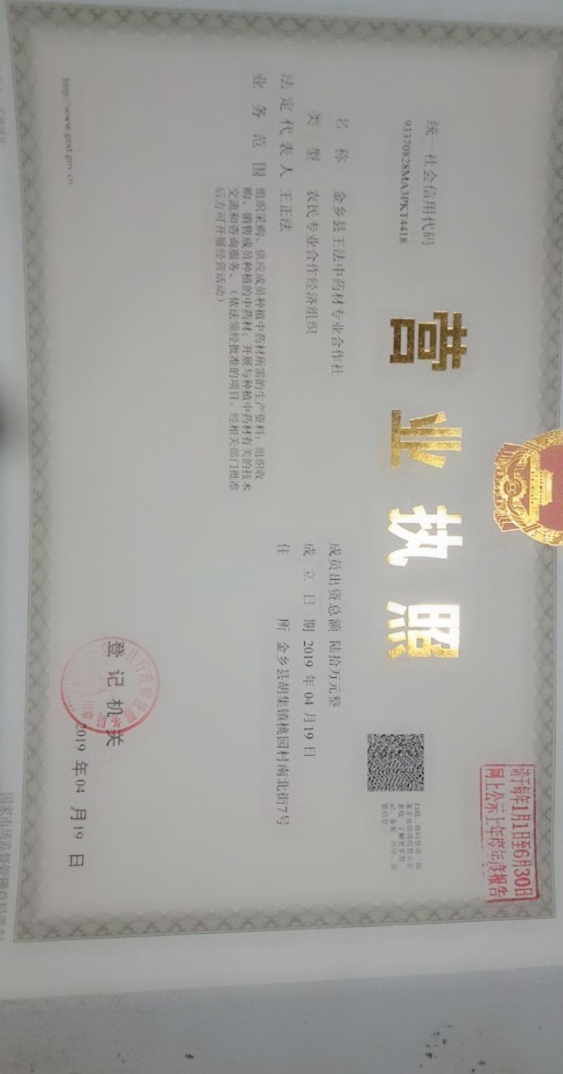 白花前胡种子