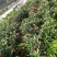四季杜鹃红山茶花四季开花