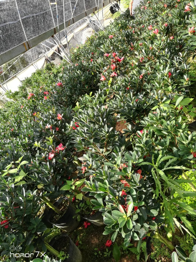 四季杜鹃红山茶花四季开花