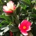 四季杜鹃红山茶花四季开花
