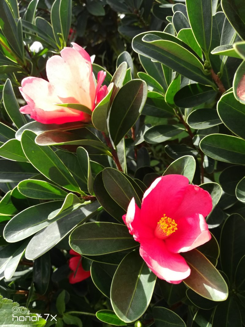 四季杜鹃红山茶花四季开花