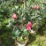 四季杜鹃红山茶花四季开花