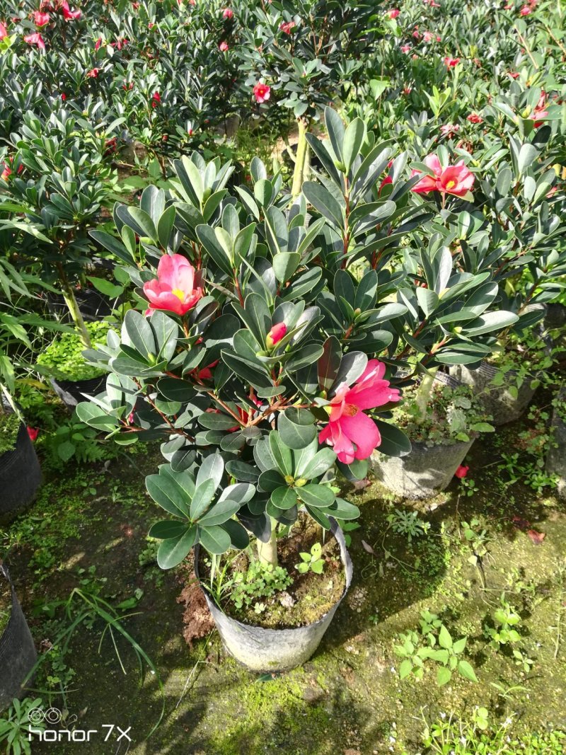 四季杜鹃红山茶花四季开花