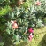 四季杜鹃红山茶花四季开花