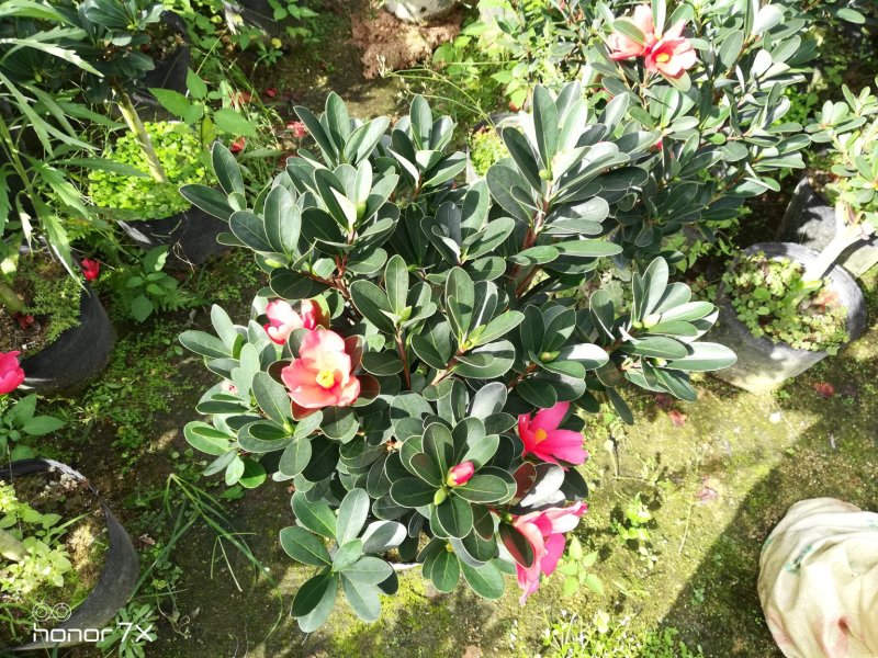 四季杜鹃红山茶花四季开花