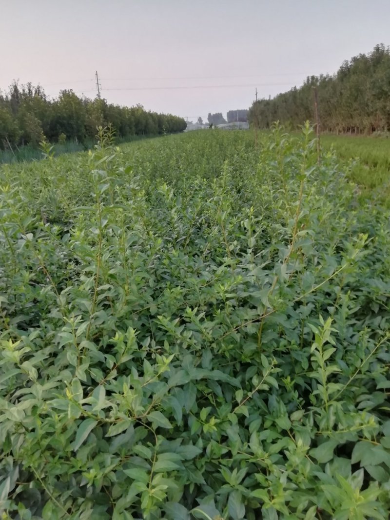 连翘