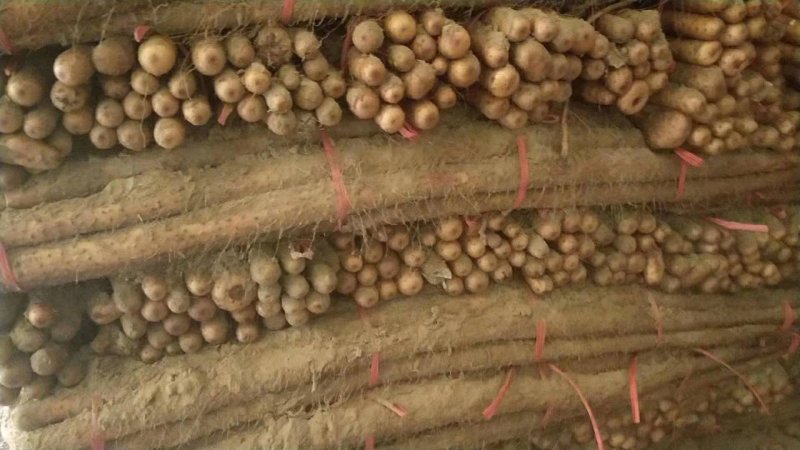 菏泽铁棍山药原产地自产自销货源足质量高供货全国市场