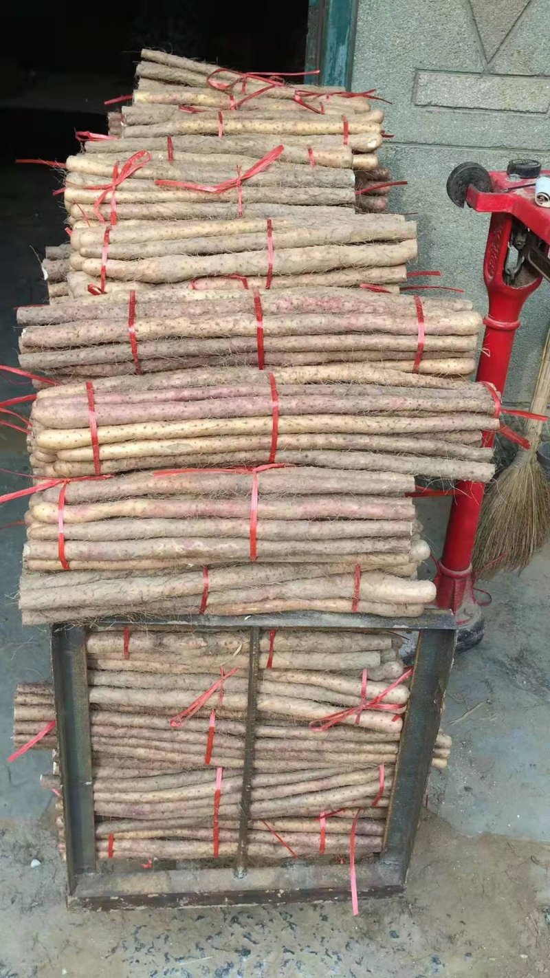 菏泽铁棍山药原产地自产自销货源足质量高供货全国市场