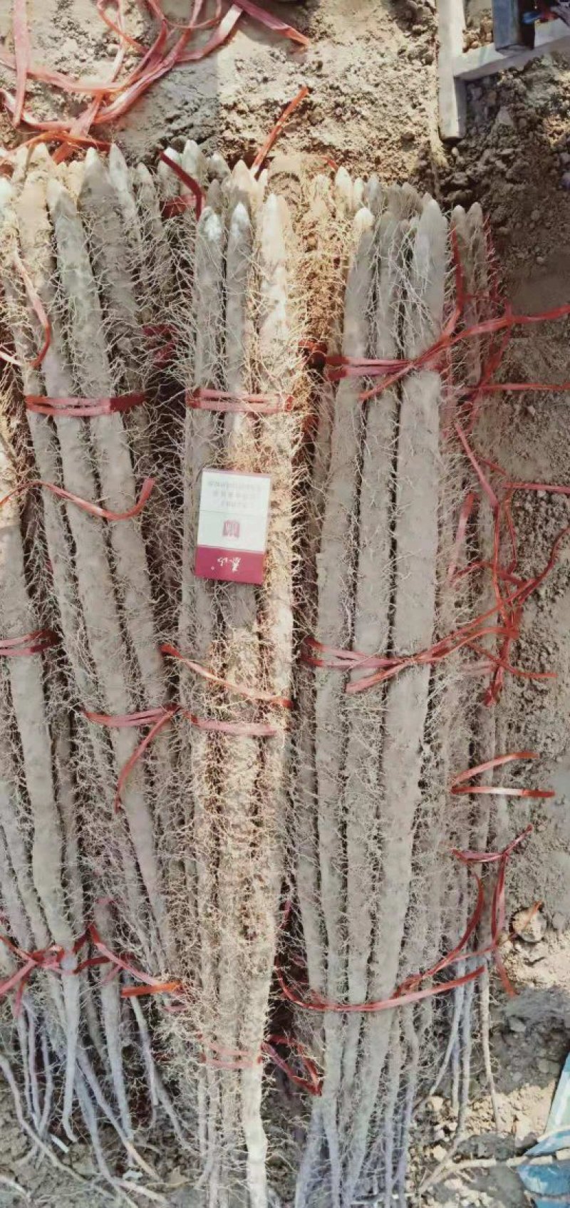 菏泽铁棍山药原产地自产自销货源足质量高供货全国市场