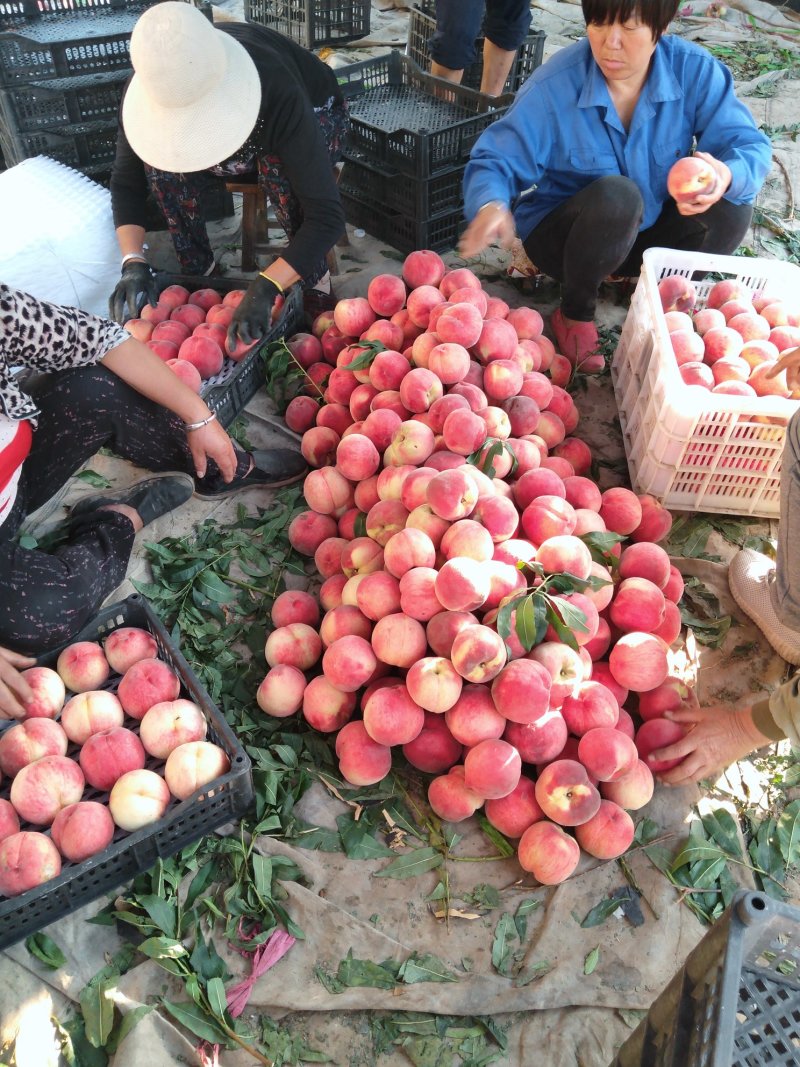 本地晚西妃桃红冠，中华圣桃吉祥红大量上市中口感好，水分足