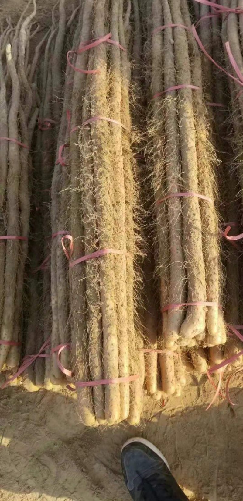 铁棍山药全国代发，产地直供一手货源批发品质保证价格美丽
