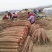 铁棍山药全国代发，产地直供一手货源批发品质保证价格美丽