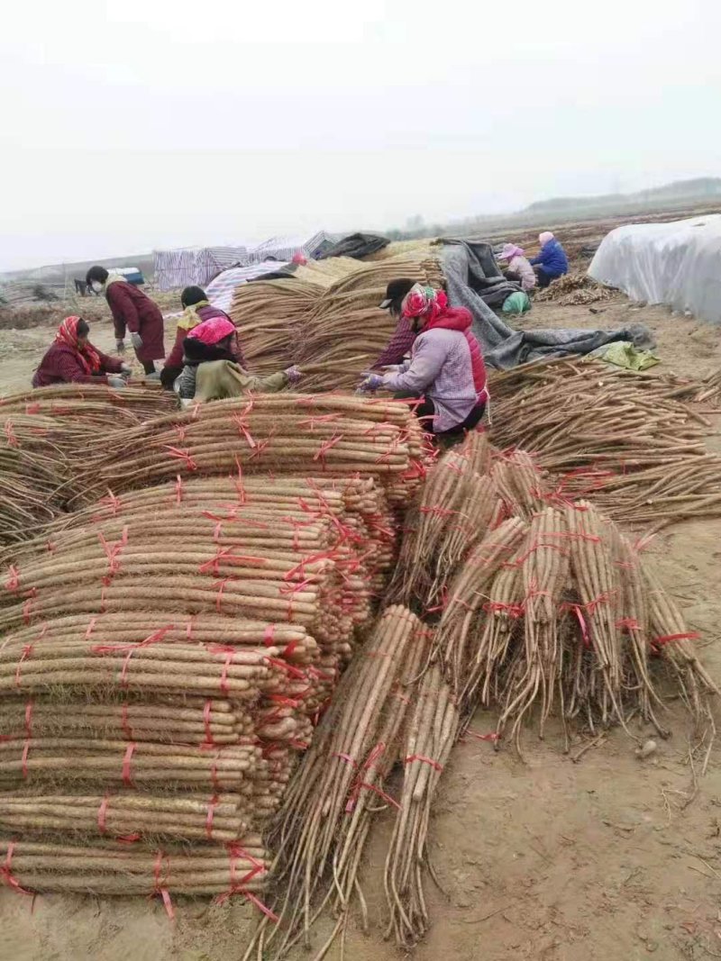 铁棍山药全国代发，产地直供一手货源批发品质保证价格美丽