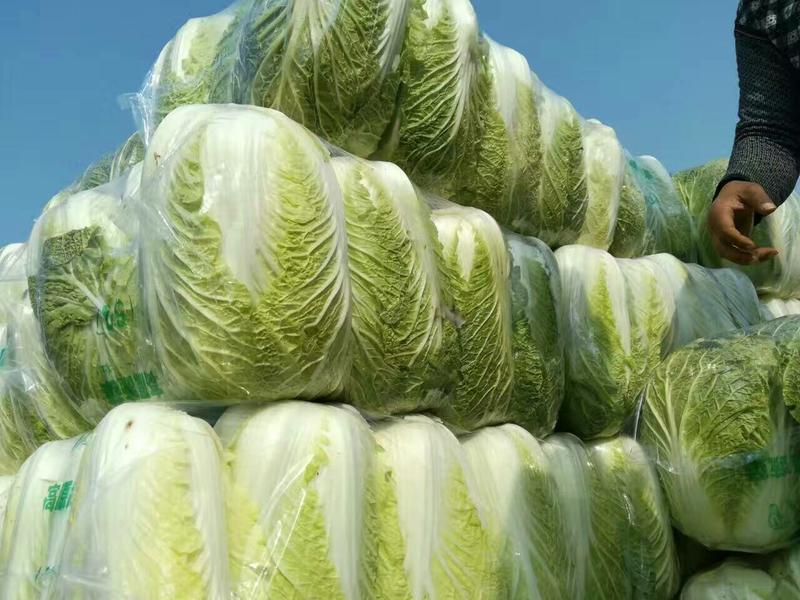 （热销）湖北嘉鱼县黄心菜白菜4~8斤，基地直供全国发货