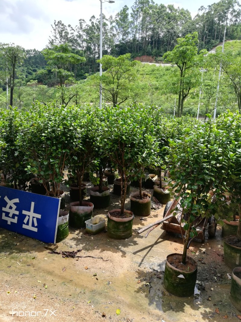 绿化红赤丹茶花六角大红