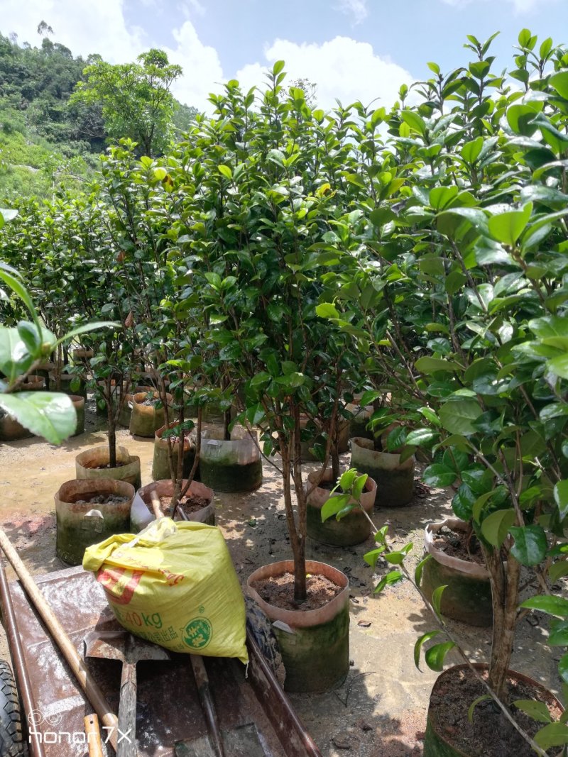绿化红赤丹茶花六角大红