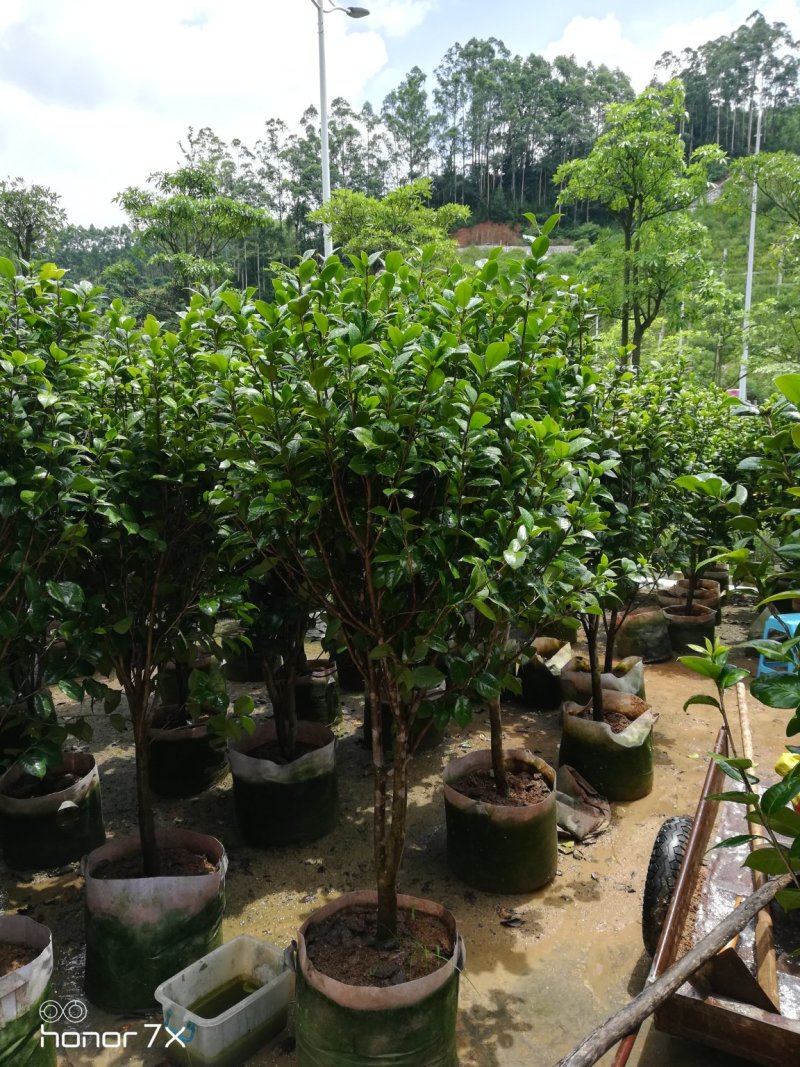 绿化红赤丹茶花六角大红