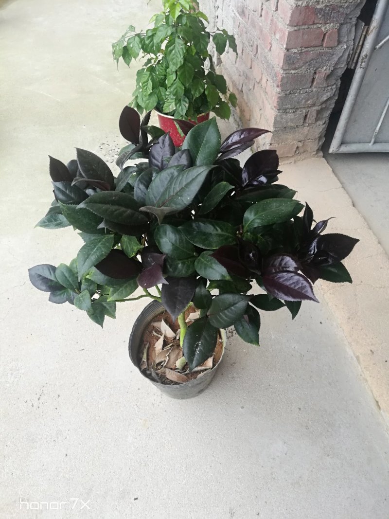 红叶贝拉茶花贝拉大玫瑰茶花纯色