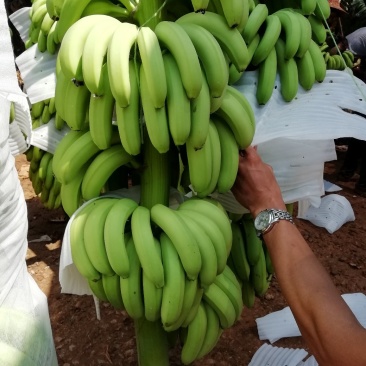 香蕉大量上市