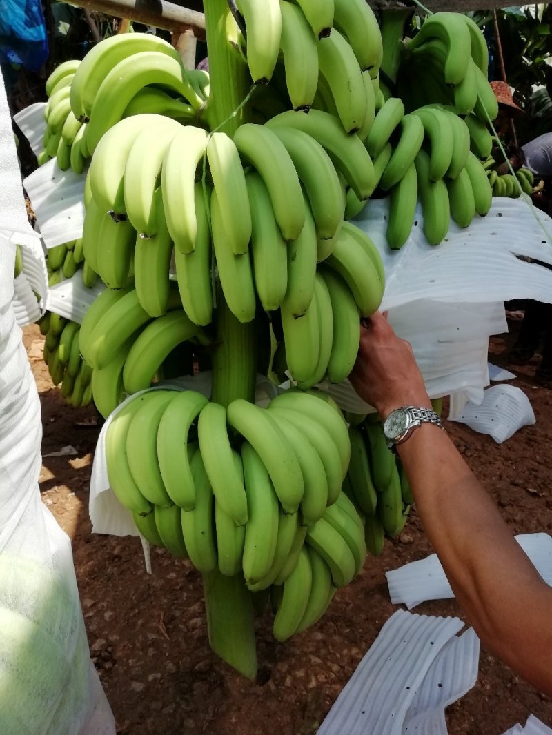 香蕉大量上市