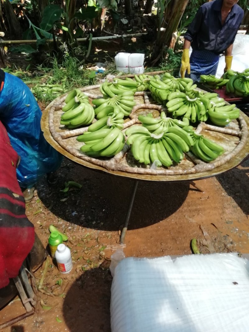 香蕉大量上市