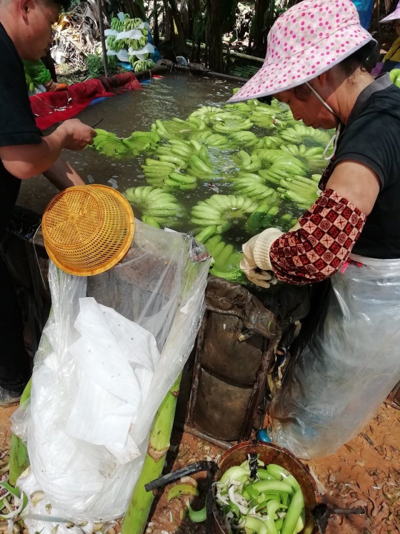 香蕉大量上市