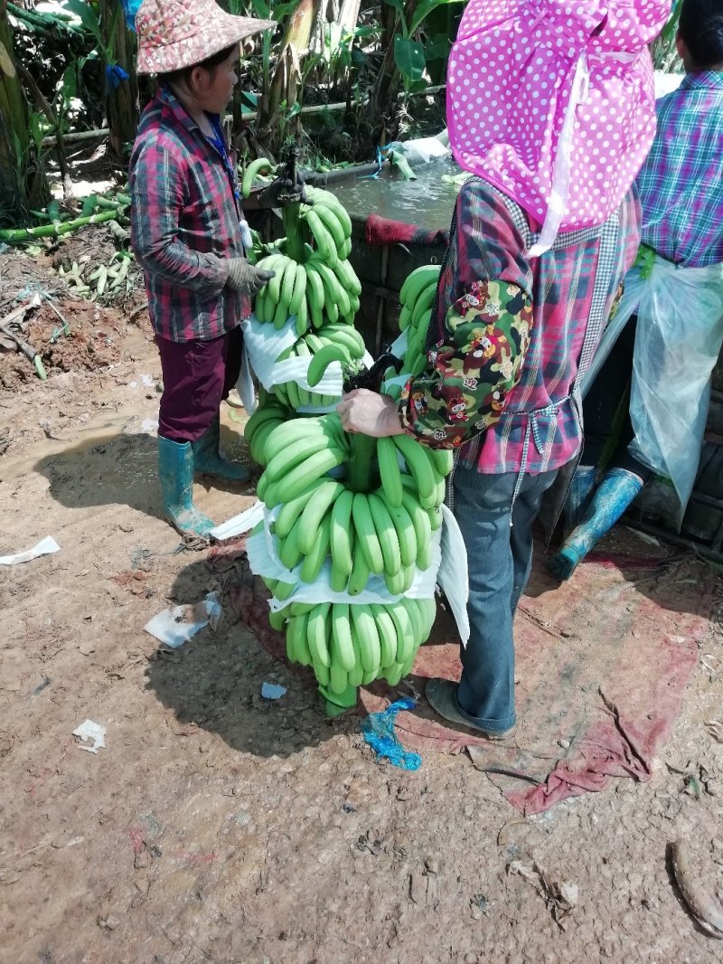 香蕉大量上市