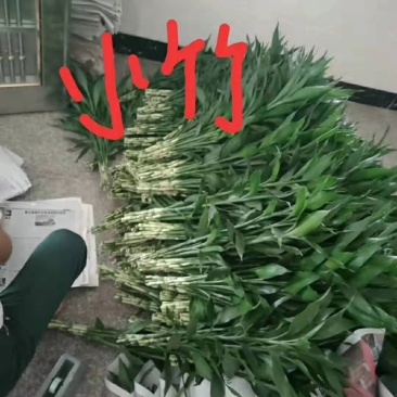 富贵竹大，中，小品质优质。