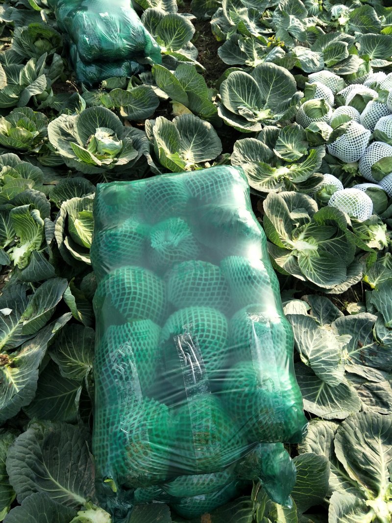 （基地直供）湖北嘉鱼县扁包菜货源充足，全国发货