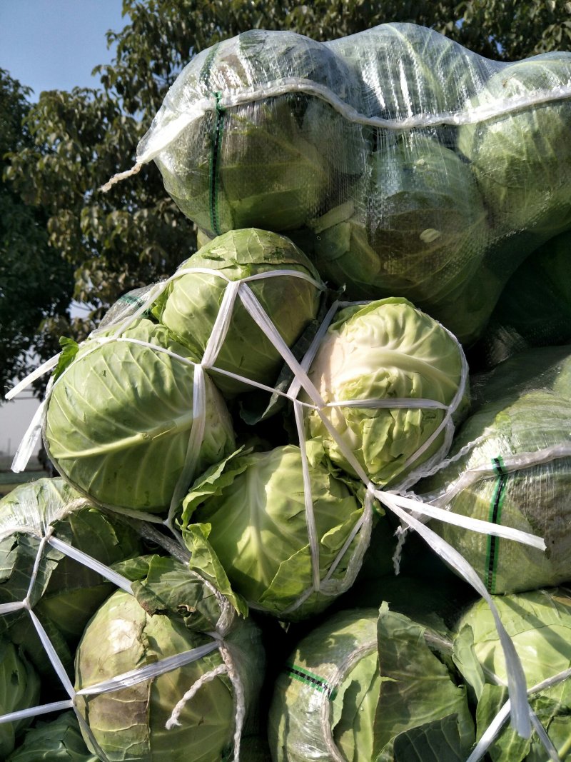 （基地直供）湖北嘉鱼县扁包菜货源充足，全国发货
