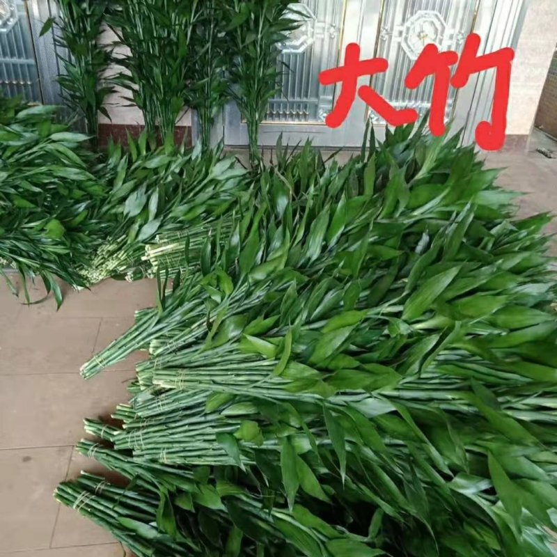 富贵竹大，中，小品质优质。