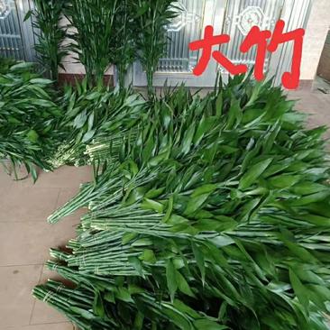 海南富贵竹质量有保证